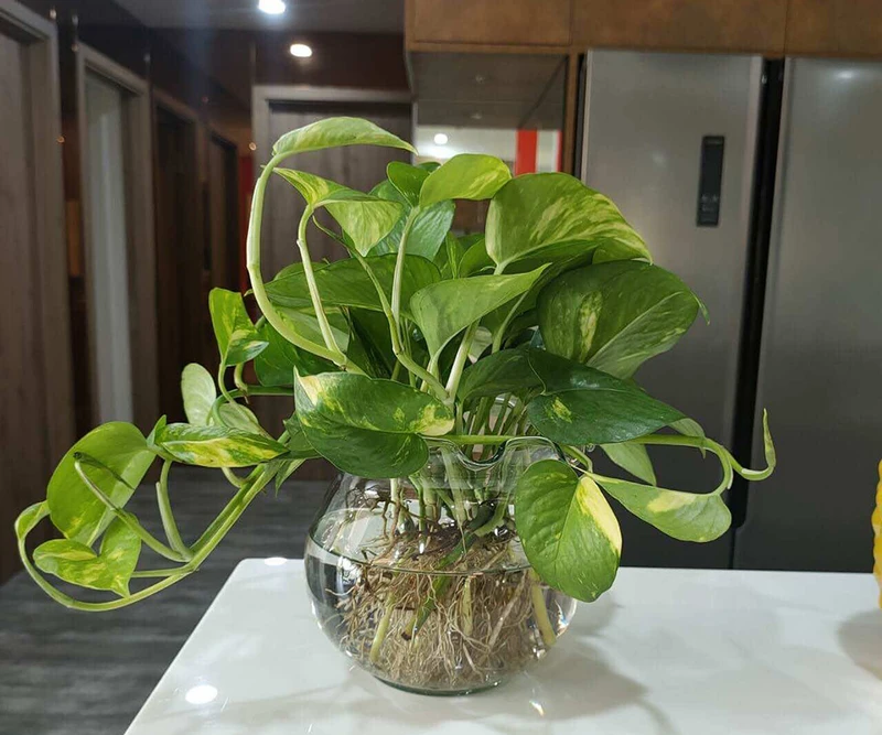 Top 30 loại cây thủy sinh để bàn làm việc đẹp và hợp phong thủy nhất 2024