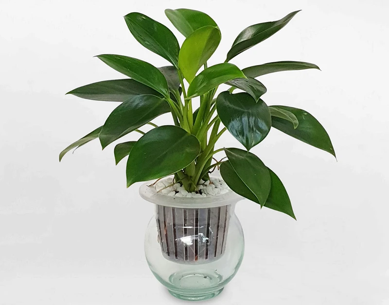 Top 30 loại cây thủy sinh để bàn làm việc đẹp và hợp phong thủy nhất 2024