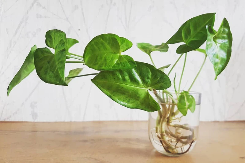 Top 30 loại cây thủy sinh để bàn làm việc đẹp và hợp phong thủy nhất 2024