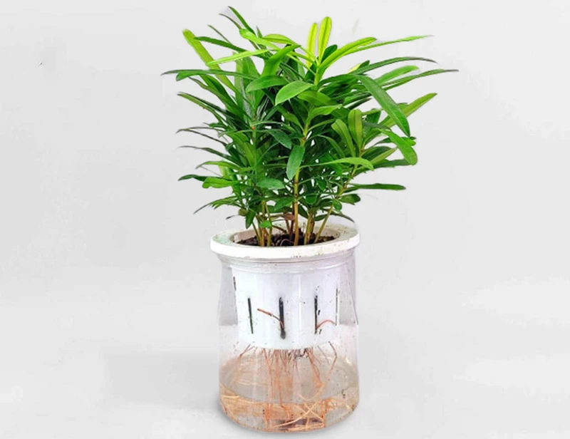 Top 30 loại cây thủy sinh để bàn làm việc đẹp và hợp phong thủy nhất 2024