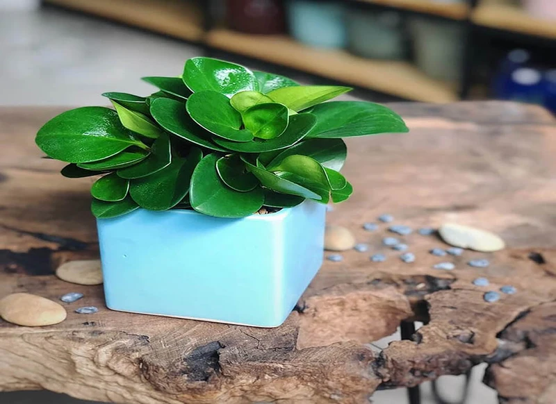 Top 30 loại cây thủy sinh để bàn làm việc đẹp và hợp phong thủy nhất 2024