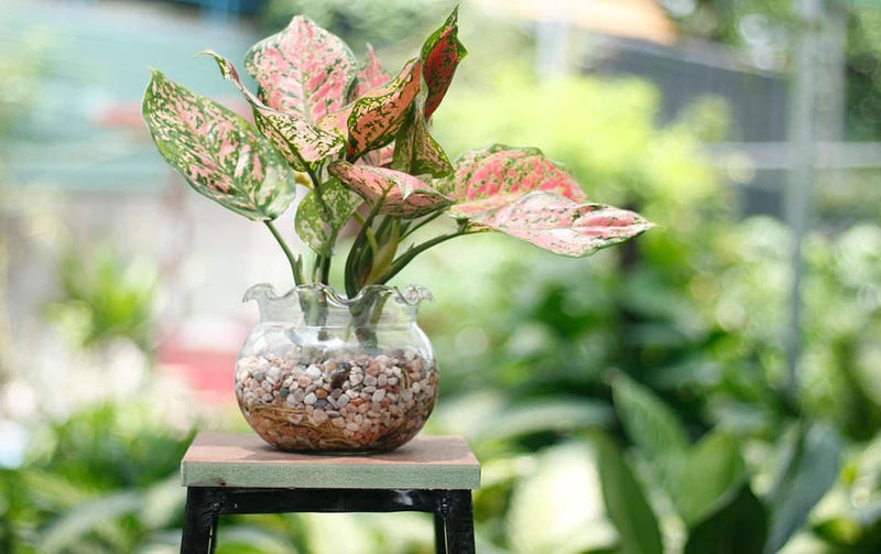 Top 30 loại cây thủy sinh để bàn làm việc đẹp và hợp phong thủy nhất 2024