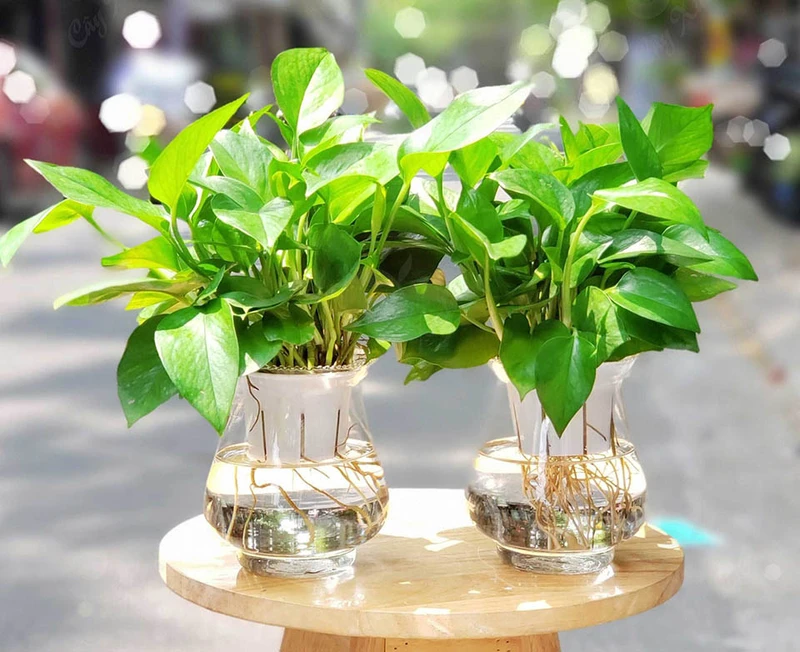 Top 30 loại cây thủy sinh để bàn làm việc đẹp và hợp phong thủy nhất 2024