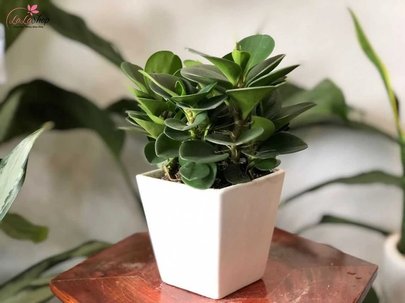 Chậu cây để bàn giúp trang trí và mang đến không gian xanh