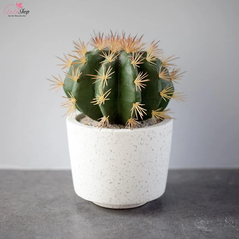 Chậu cây nhỏ để bàn