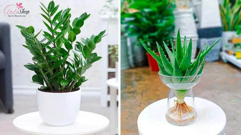 Chậu cây xanh mang lại cảm giác tươi mát và thư giãn