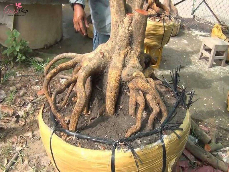 Đào và bứng cây mai vàng vào chậu tưởng rất khó và đòi hỏi phải có kỹ thuật