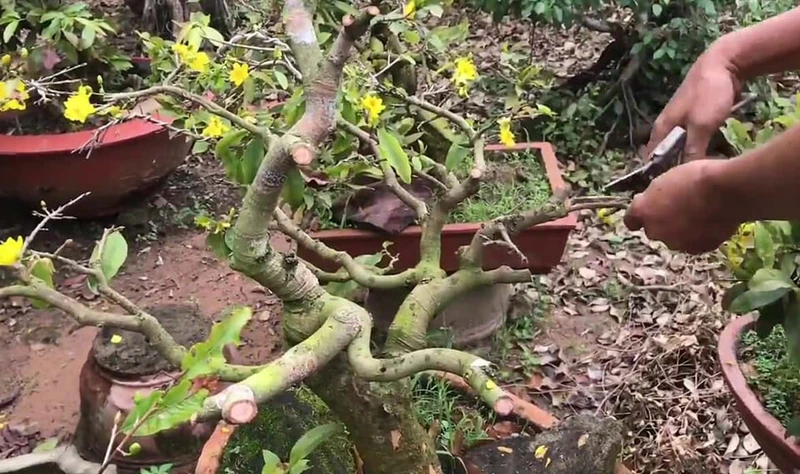 Cách chăm sóc cây mai vàng bị suy yếu vàng lá để nhanh phục hồi