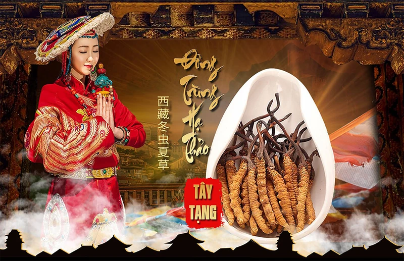 Top 10 cửa hàng bán đông trùng hạ thảo tốt nhất và uy tín nhất ở TpHCM