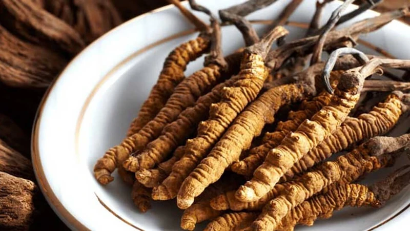 Top 10 cửa hàng bán đông trùng hạ thảo tốt nhất và uy tín nhất ở TpHCM