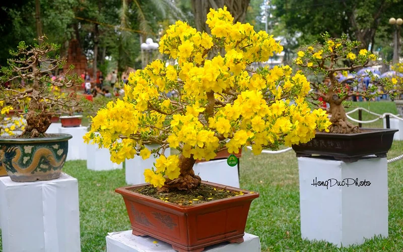 dung-cac-chau-hoa-mai-dao-trang-tri-tet-truong-mam-non-f1135cfc19b2e3b6288ccb87d87c301c