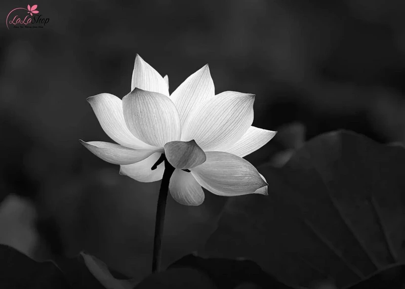 Gia đình có tang cần hạn chế thăm nhà người khác vào dịp Tết