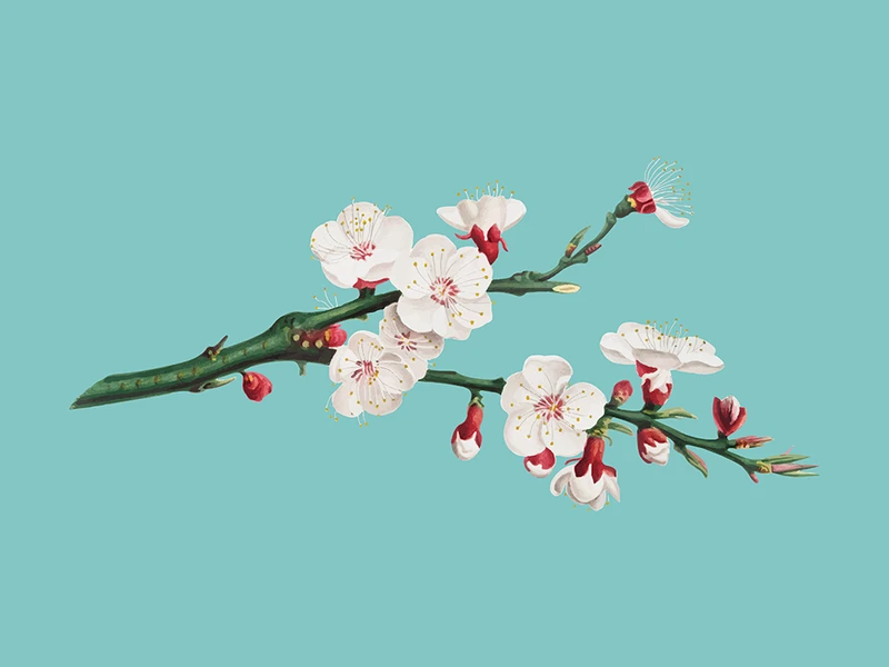 Hình ảnh Background hoa mai Tết đẹp