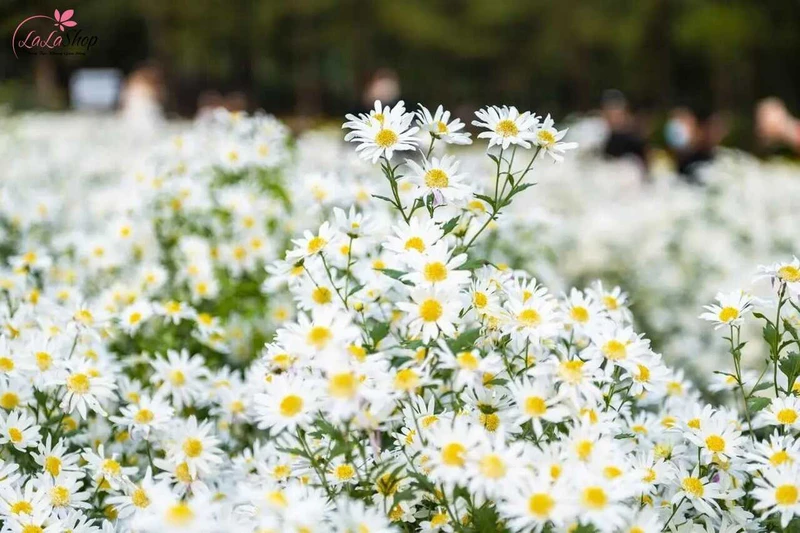 Hoa cúc hoạ mi và cúc tana có vẻ đẹp mộc mạc, giản dị