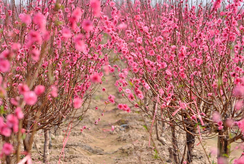 hoa-dao-ngay-tet-1-a502670d2f651158854d8896bf7b2e8d