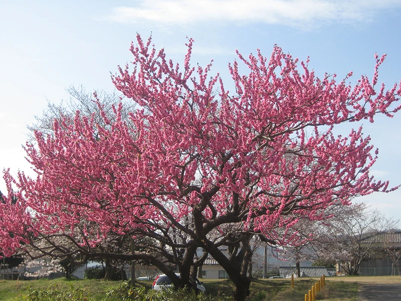 hoa-dao-ngay-tet-2-621e2c0d13512c2057d6630441f9fd96