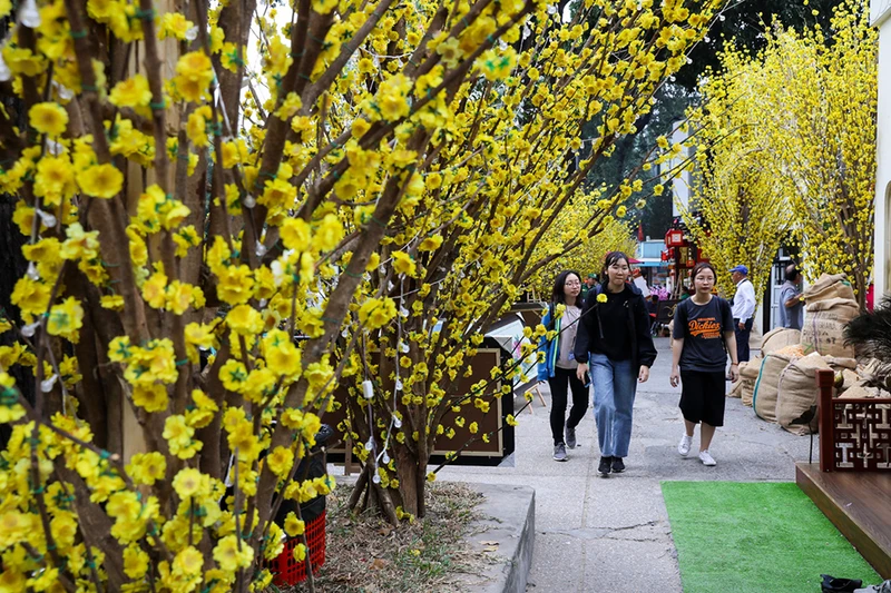 hoa-mai-ngay-tet-3-6c1132125ee06854da367d5e07bdda1d