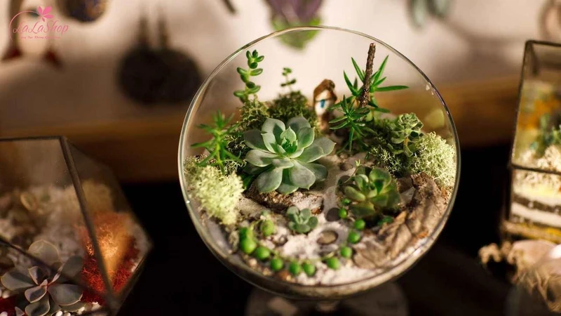 Một chậu cây cảnh nhỏ xinh mang đến không gian sống xanh và thư giãn