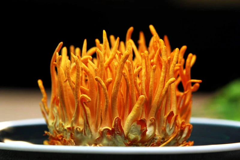 Hướng dẫn 10 cách sử dụng nấm đông trùng hạ thảo tươi hiệu quả nhất 2022