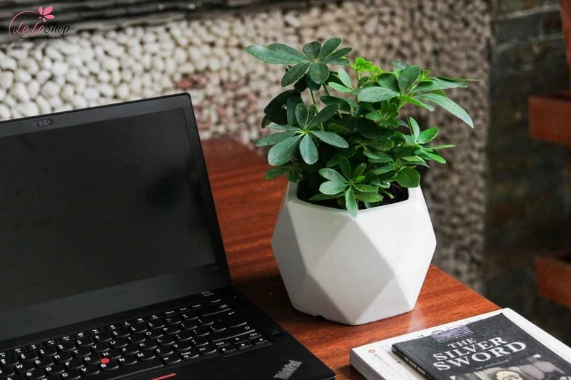 Tặng chậu cây để bàn giúp bạn gái mang thiên nhiên vào cuộc sống