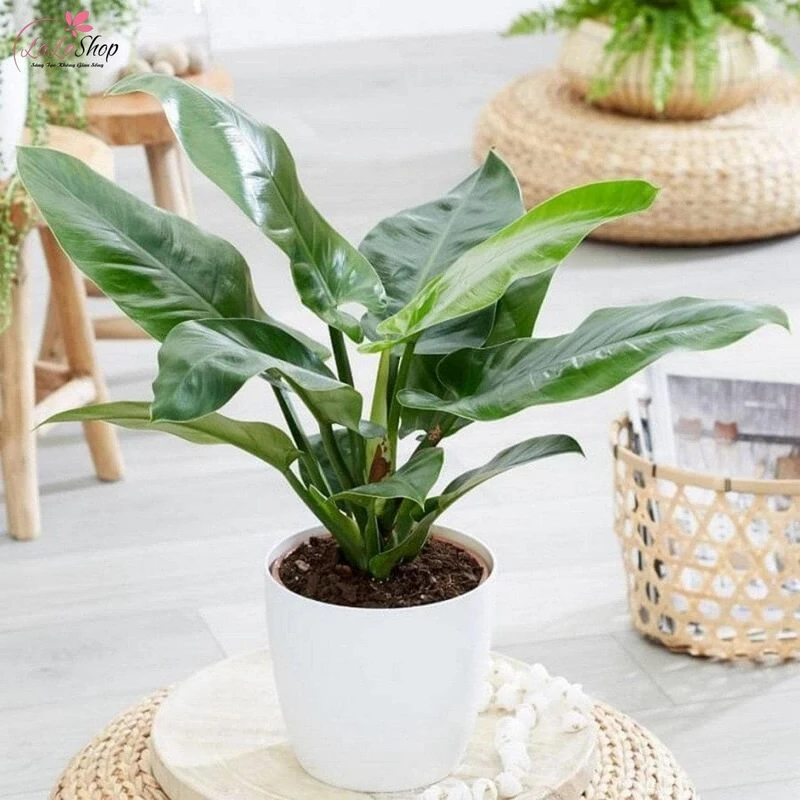 Tặng một chậu cây như một lời chúc mừng và động viên