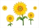 Hoa hướng dương 2
