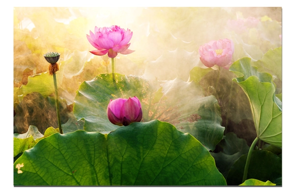 Tranh treo tường đầm sen