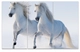 Tranh treo tường đôi ngựa