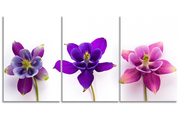 Tranh treo tường ba hoa lan