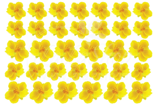 Decal mai vàng 5 cánh size lớn