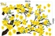 Decal Trang Trí Tết Hoa Mai Vàng Nở Rộ Mừng Năm Mới Mẫu 2