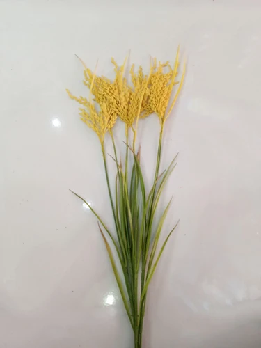 Bông lúa vàng trang trí tết