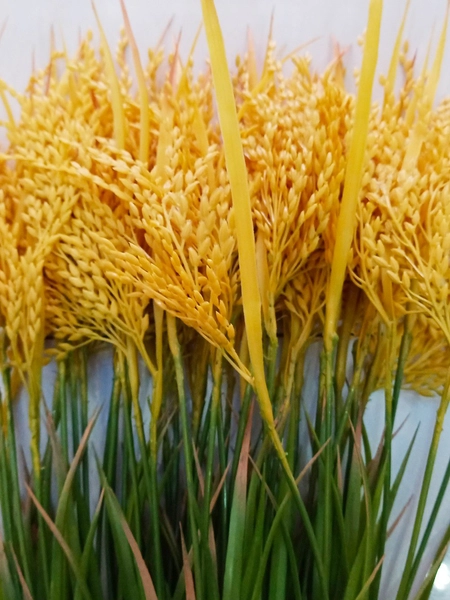 Bông lúa vàng trang trí tết (1 cành 70cm)