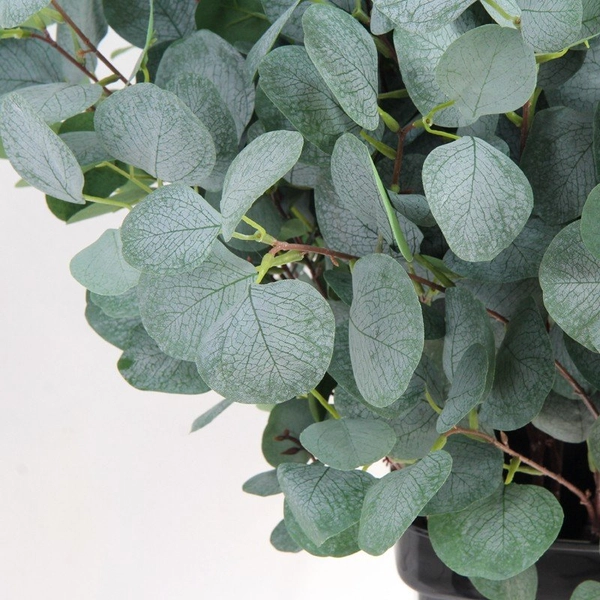 Cành Lá Táo Điểm Lá Mimosa