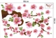 Decal trang trí tết cành đào hồng khoe sắc