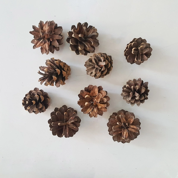 Set 10 quả thông thật trang trí cây thông noel