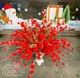 Chậu hoa đào râu đỏ trang trí