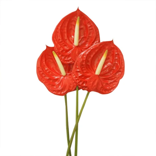 Hoa hồng môn  đỏ trang trí