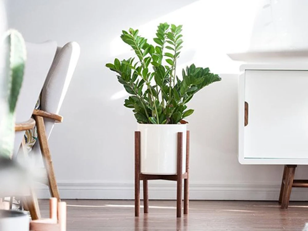 Set cây kim tiền, lưỡi hổ kèm đôn gỗ