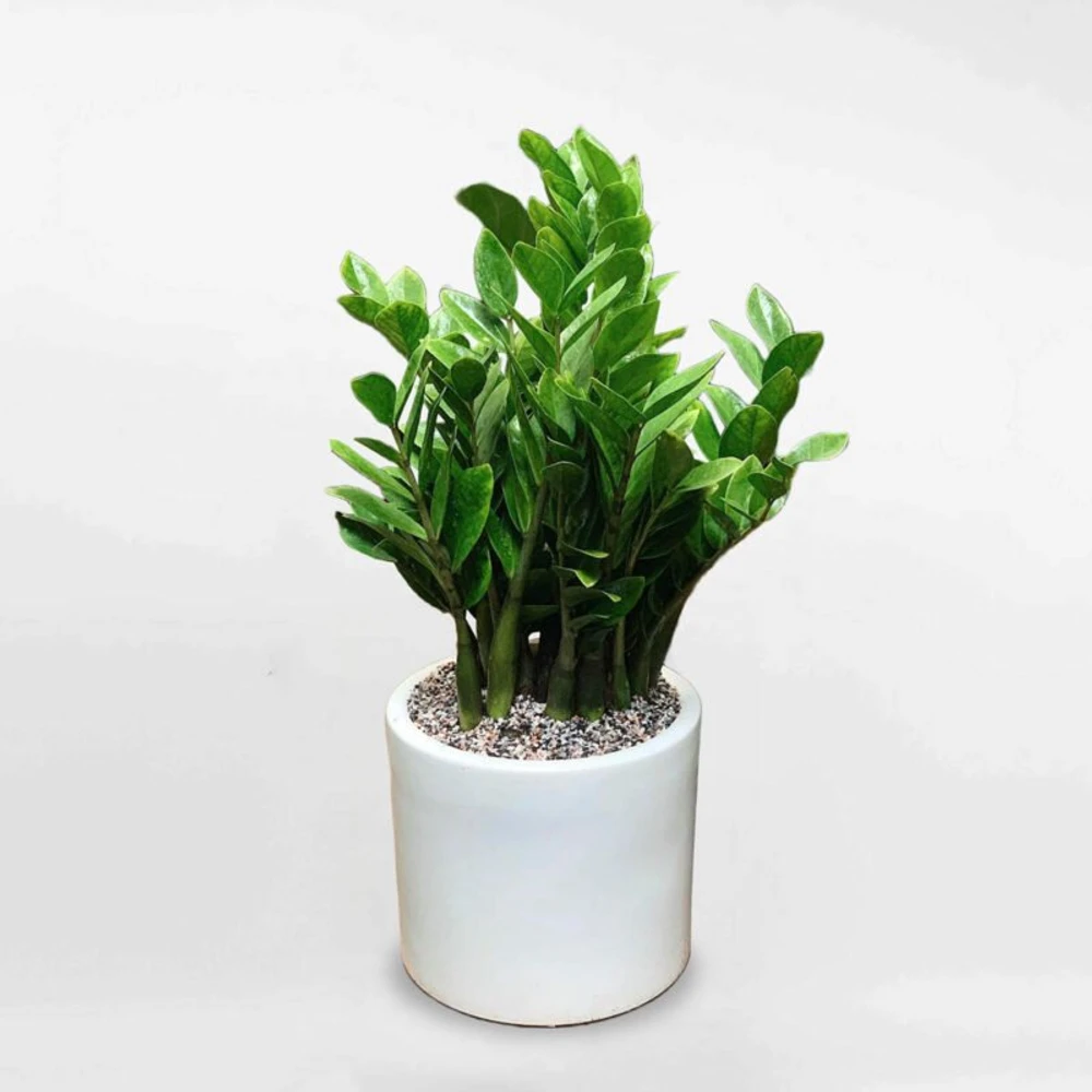 Set cây kim tiền, lưỡi hổ