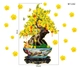 Decal Trang Trí Tết Chậu Cây Mai Vàng Nở Rộ