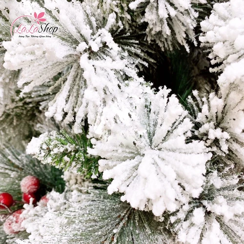 Cây Thông Cước 3 Loại Lá Phủ Tuyết