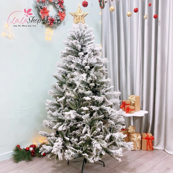 Cây Thông Cước 3 Loại Lá Phủ Tuyết - Cây treo