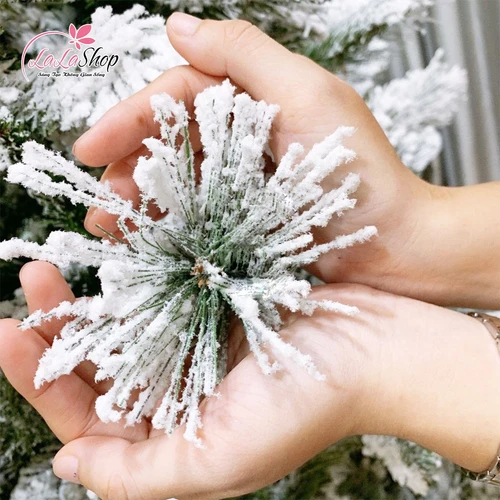 Cây Thông Cước 3 Loại Lá Phủ Tuyết