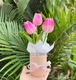 Chậu 3 bông tulip mini để bàn làm quà tặng đáng yêu 851