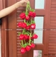 Dây ớt chuông đỏ trang trí tết