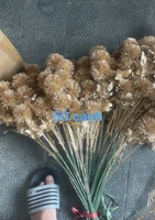 Bô cỏ vàng có lá