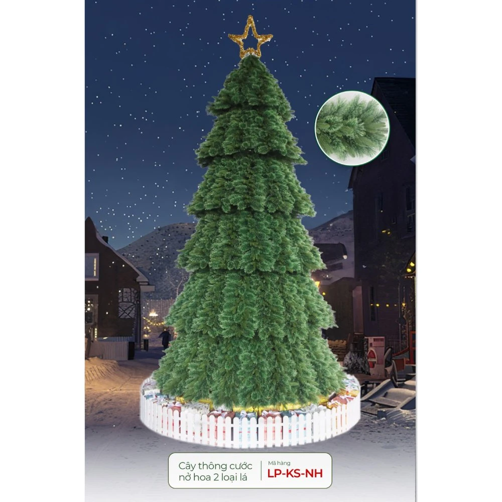 Cây Thông Cước Nở Hoa 2 Loại Lá