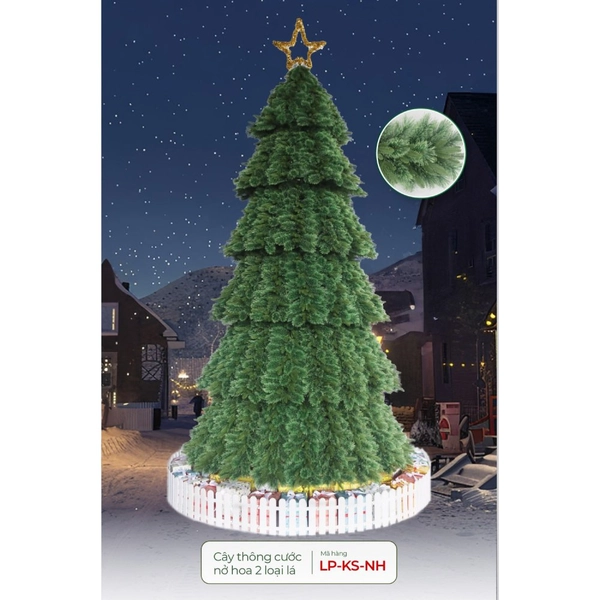 Cây Thông Cước Nở Hoa 2 Loại Lá