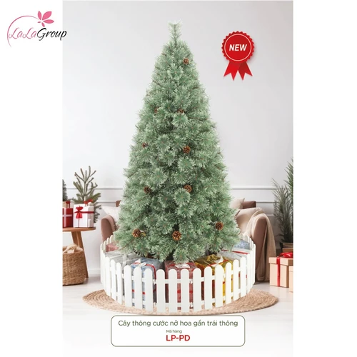 Cây thông cước nở hoa gắn trái thông